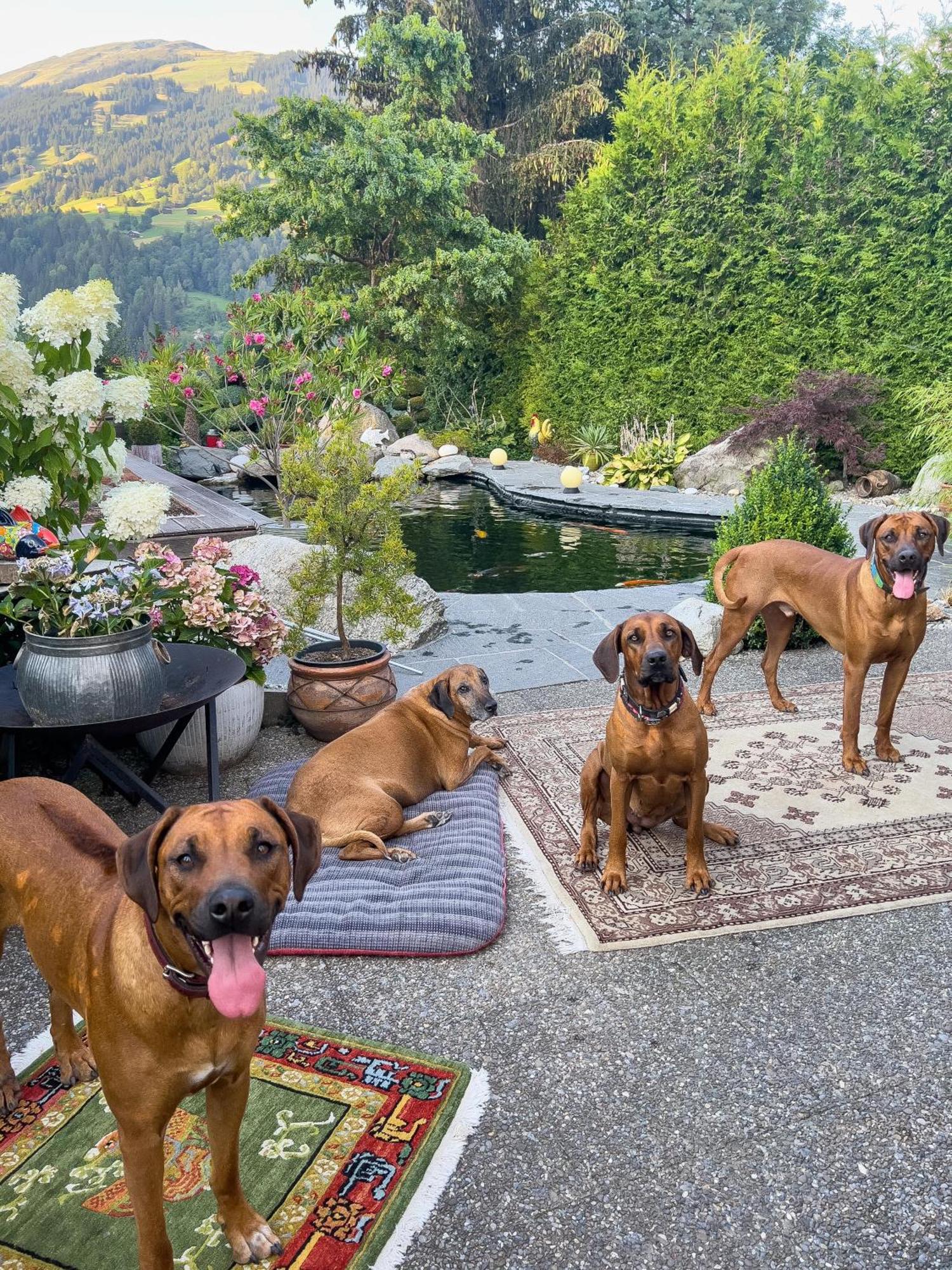 Ferienwohnung Waltensburg Breíl Exteriör bild